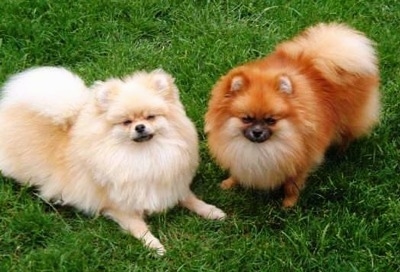 Two fluffy dogs - A red Pomeranian and a tan Pomeranian are sitting and laying on grass and they are looking up.